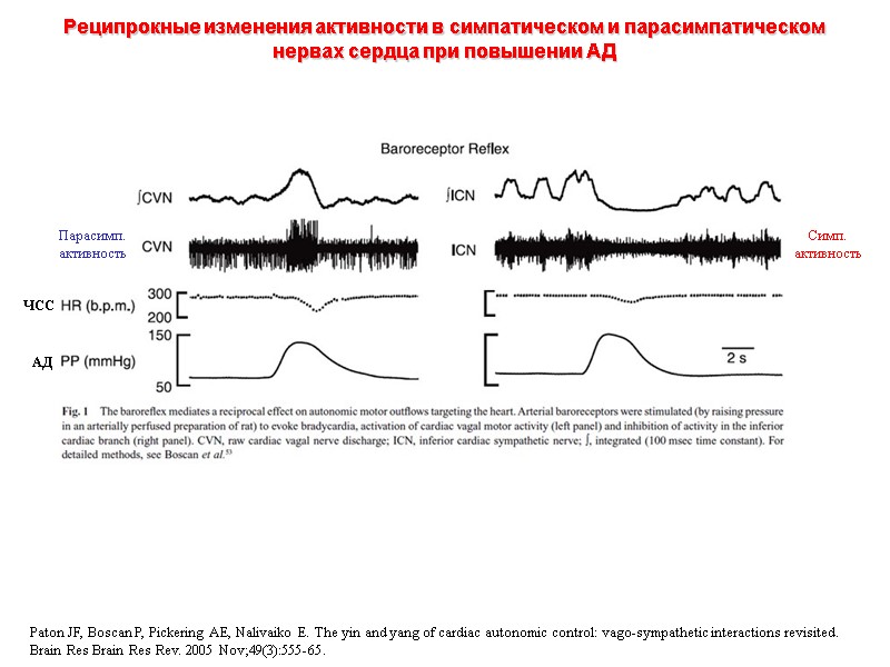 Paton JF, Boscan P, Pickering AE, Nalivaiko E. The yin and yang of cardiac